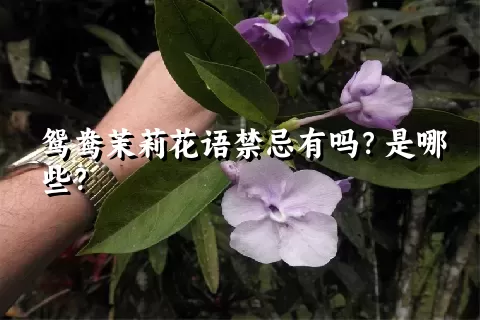 鸳鸯茉莉花语禁忌有吗？是哪些？