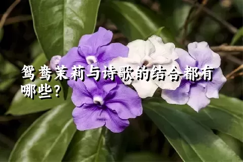 鸳鸯茉莉与诗歌的结合都有哪些？