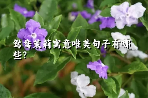 鸳鸯茉莉寓意唯美句子有哪些？