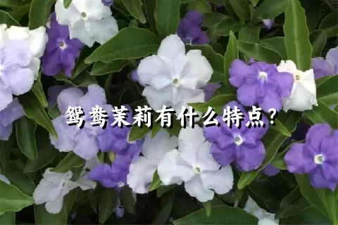 鸳鸯茉莉有什么特点？