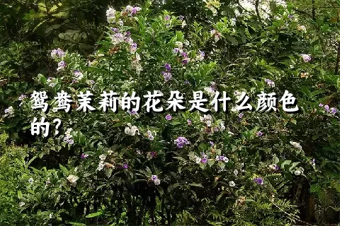 鸳鸯茉莉的花朵是什么颜色的？