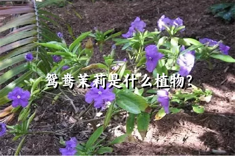 鸳鸯茉莉是什么植物？