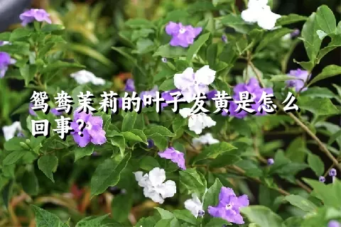 鸳鸯茉莉的叶子发黄是怎么回事？