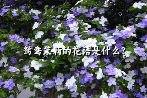 鸳鸯茉莉的花语是什么？