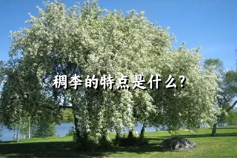 稠李的特点是什么?