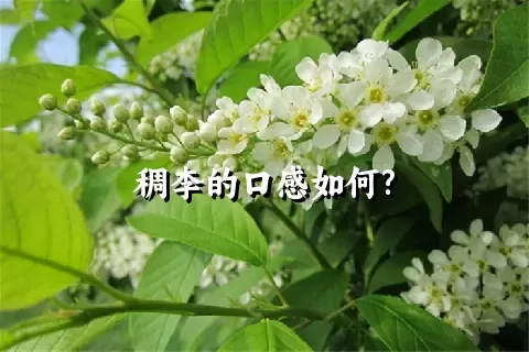 稠李的口感如何?