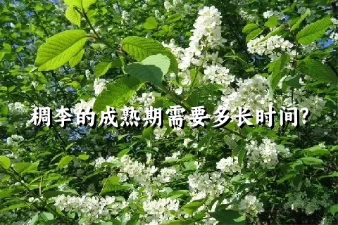 稠李的成熟期需要多长时间?