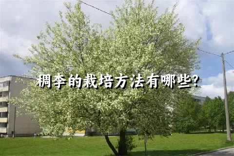 稠李的栽培方法有哪些?