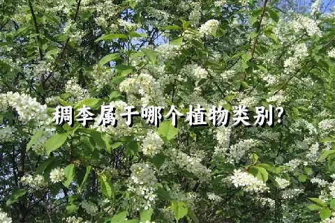 稠李属于哪个植物类别?