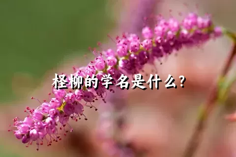 柽柳的学名是什么？