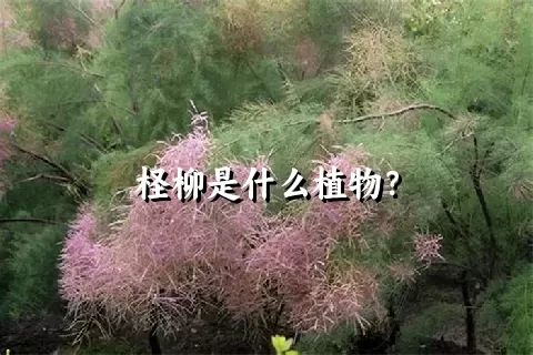 柽柳是什么植物？