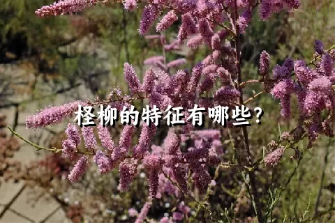 柽柳的特征有哪些？