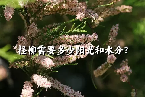 柽柳需要多少阳光和水分？