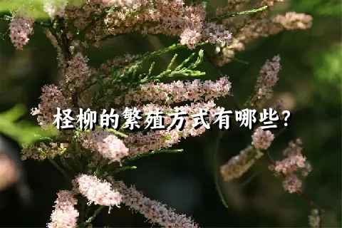 柽柳的繁殖方式有哪些？