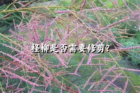 柽柳是否需要修剪？