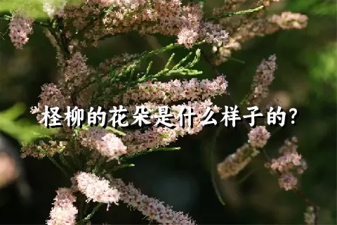 柽柳的花朵是什么样子的？