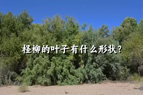 柽柳的叶子有什么形状？