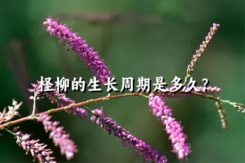 柽柳的生长周期是多久？