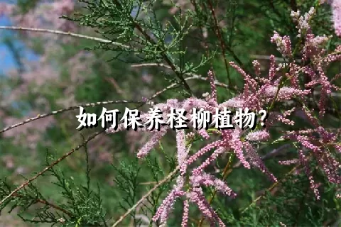 如何保养柽柳植物？