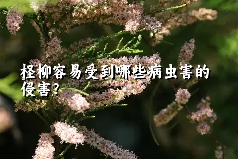 柽柳容易受到哪些病虫害的侵害？