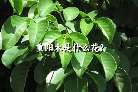 重阳木是什么花？