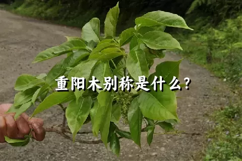 重阳木别称是什么？