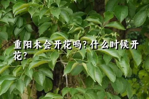 重阳木会开花吗？什么时候开花？