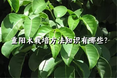 重阳木栽培方法知识有哪些？