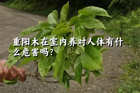 重阳木在室内养对人体有什么危害吗？