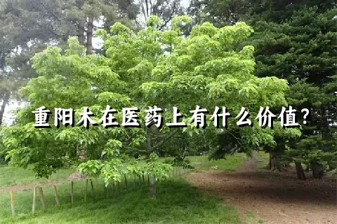 重阳木在医药上有什么价值？