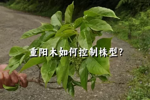 重阳木如何控制株型？