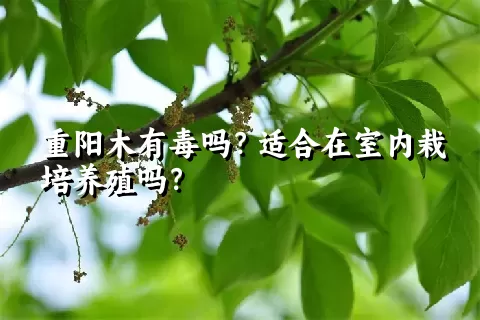 重阳木有毒吗？适合在室内栽培养殖吗？