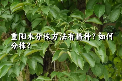 重阳木分株方法有播种？如何分株？