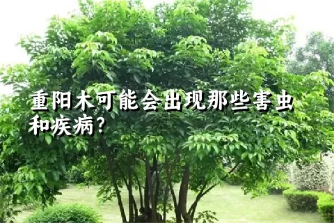 重阳木可能会出现那些害虫和疾病？