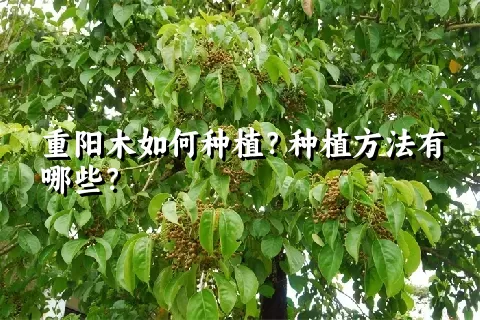 重阳木如何种植？种植方法有哪些？