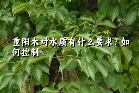 重阳木对水质有什么要求？如何控制