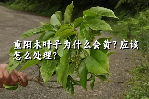 重阳木叶子为什么会黄？应该怎么处理？