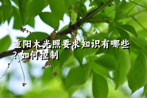 重阳木光照要求知识有哪些？如何控制