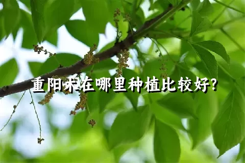 重阳木在哪里种植比较好？