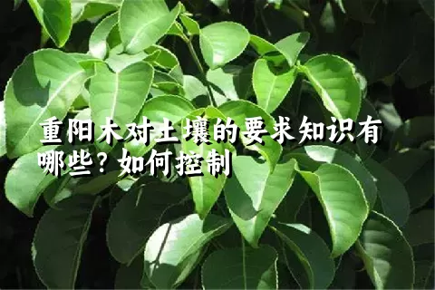 重阳木对土壤的要求知识有哪些？如何控制