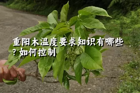 重阳木温度要求知识有哪些？如何控制