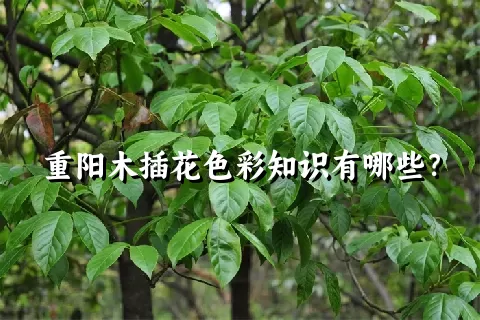 重阳木插花色彩知识有哪些？