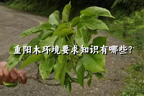 重阳木环境要求知识有哪些？