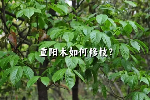 重阳木如何修枝？