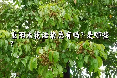 重阳木花语禁忌有吗？是哪些？