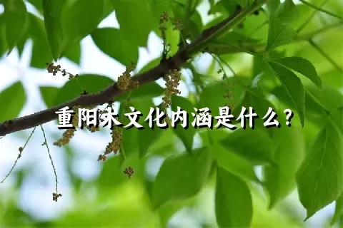 重阳木文化内涵是什么？