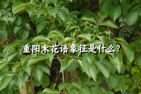 重阳木花语象征是什么？