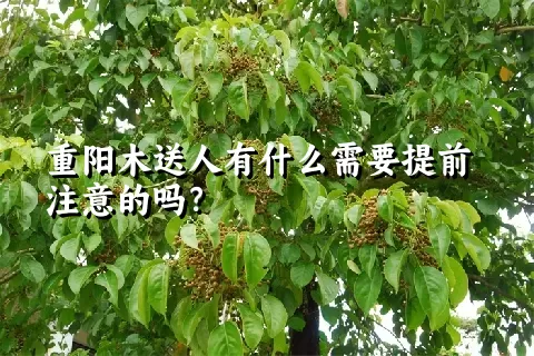 重阳木送人有什么需要提前注意的吗？