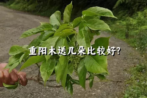 重阳木送几朵比较好？