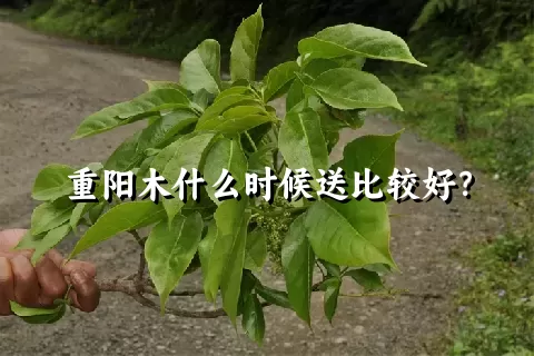 重阳木什么时候送比较好？